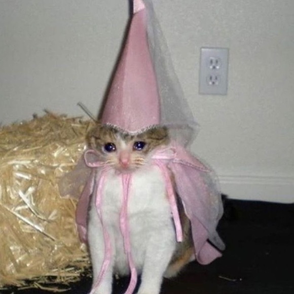 Meet your Posher, Abigail - Picture 1 of 1